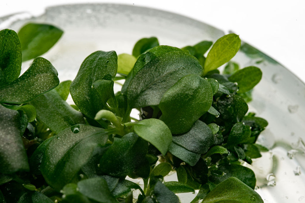 Bucephalandra Sintang Green | Rare Buce Tissue Culture - Glass Aqua