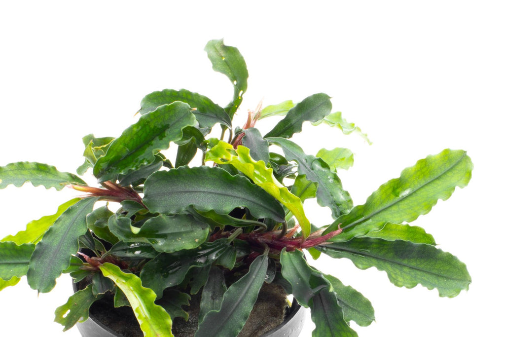 Shop Bucephalandra Broad Wavy Aquatic Plants - Glass Aqua
