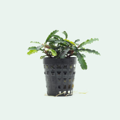 Shop Bucephalandra Broad Wavy Aquatic Plants - Glass Aqua