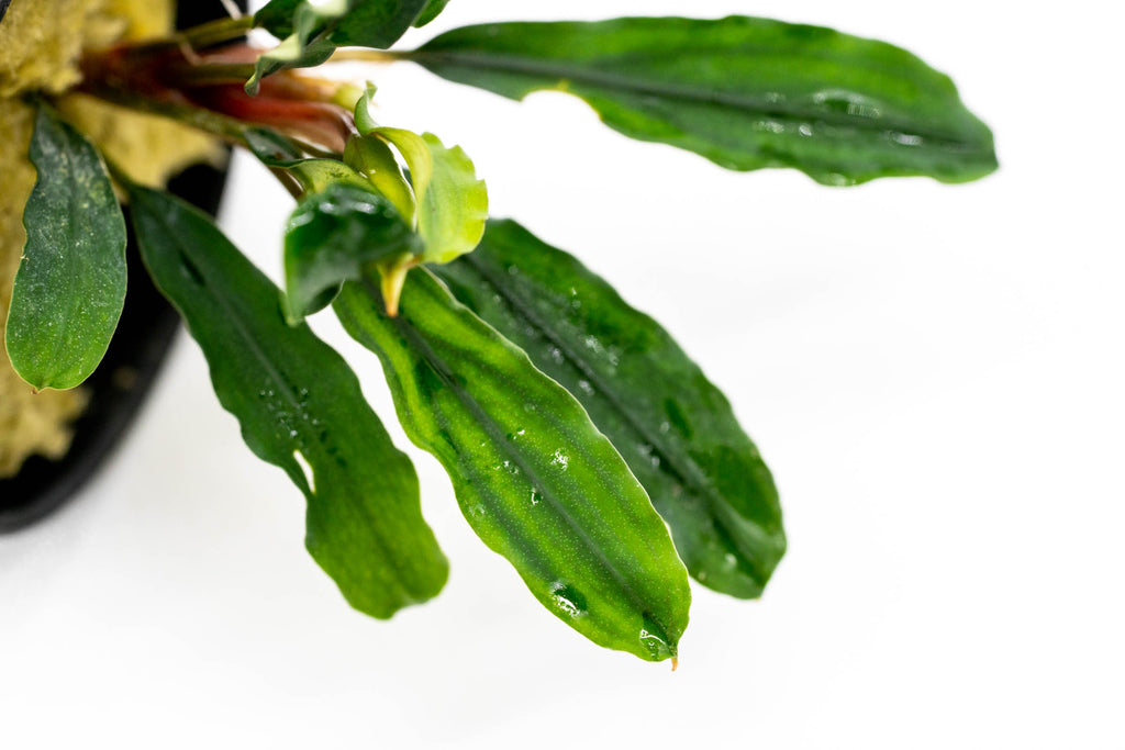 Shop Bucephalandra Kedagang Green Aquatic Plants - Glass Aqua