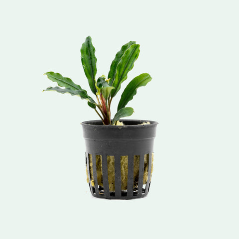 Shop Bucephalandra Kedagang Green Aquatic Plants - Glass Aqua