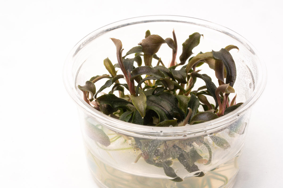 Shop Bucephalandra Kedagang Mini Black Aquatic Plants - Glass Aqua