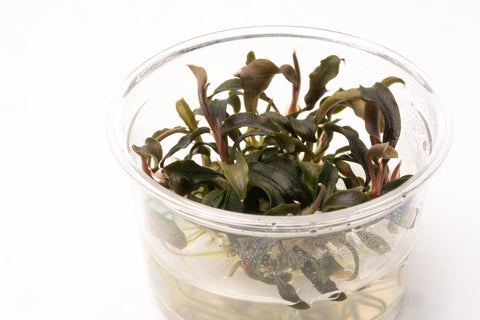 Shop Bucephalandra Kedagang Mini Black Aquatic Plants - Glass Aqua