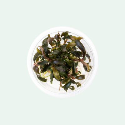 Shop Bucephalandra Kedagang Mini Black Aquatic Plants - Glass Aqua