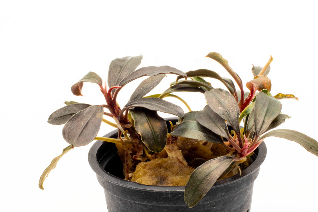 Shop Bucephalandra Kedagang Round Aquatic Plants - Glass Aqua