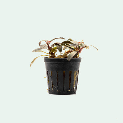 Shop Bucephalandra Kedagang Round Aquatic Plants - Glass Aqua