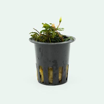 Shop Bucephalandra Catherinae Red Mini Aquatic Plants - Glass Aqua