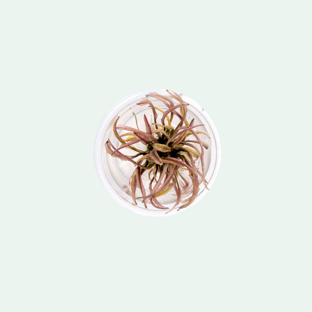 Cryptocoryne Flamingo Pink Panther Live Tissue Culture Aquatic Plant