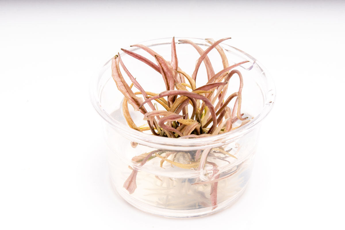Shop Cryptocoryne Flamingo Tissue Culture Aquatic Plants - Glass Aqua  Edit alt text