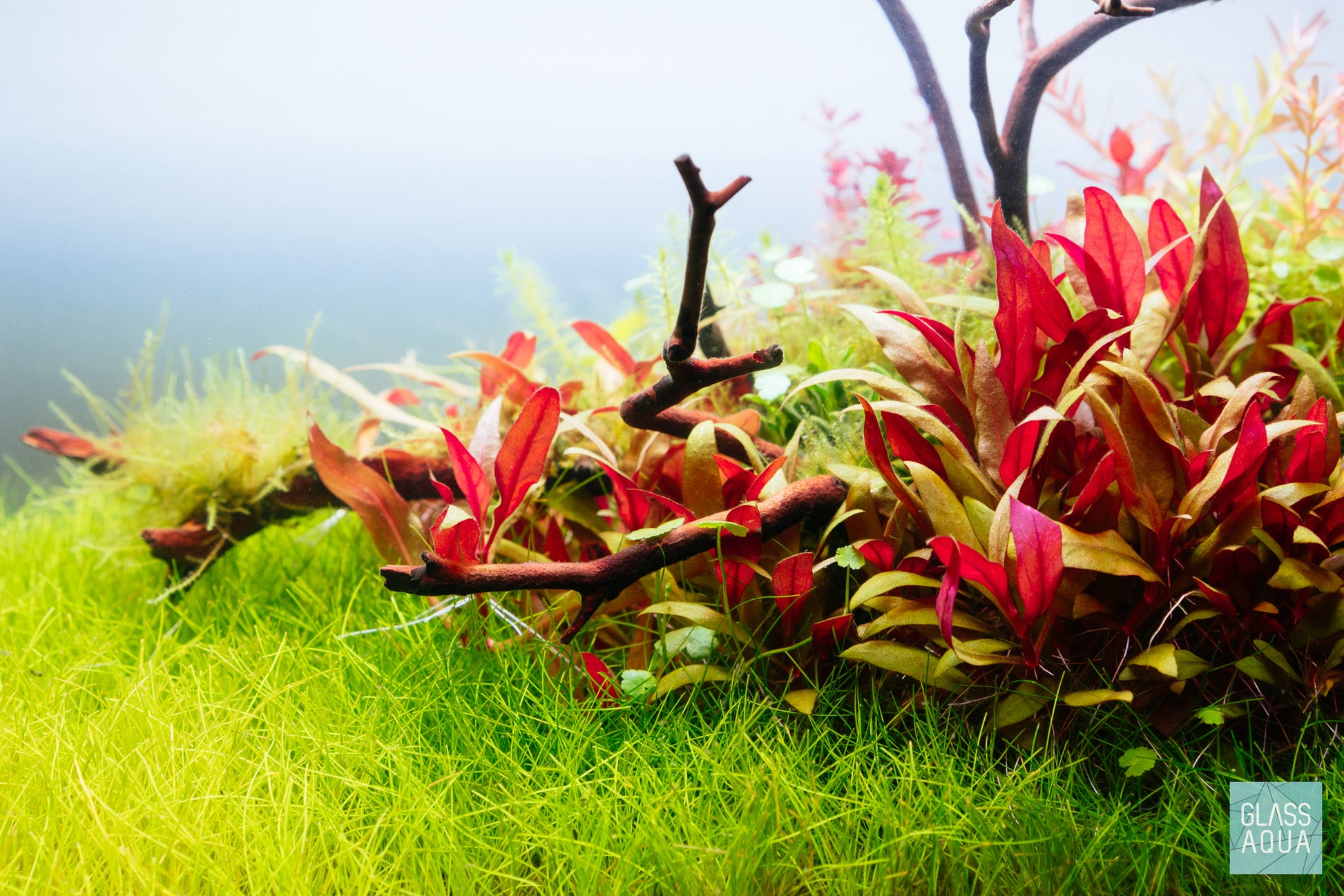 Hydrocotyle Sibthorpioides - Glass Aqua