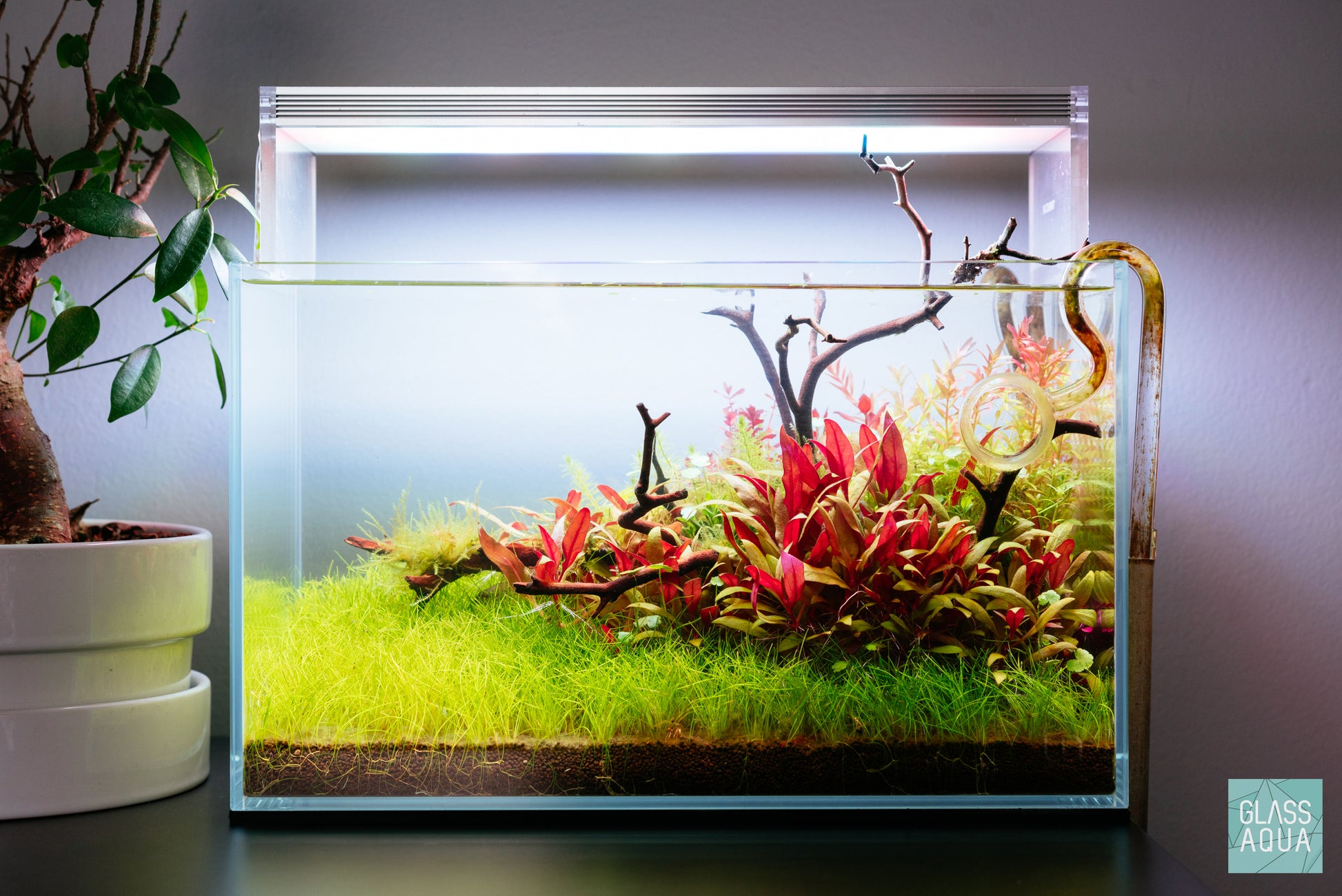 Hydrocotyle Sibthorpioides - Glass Aqua