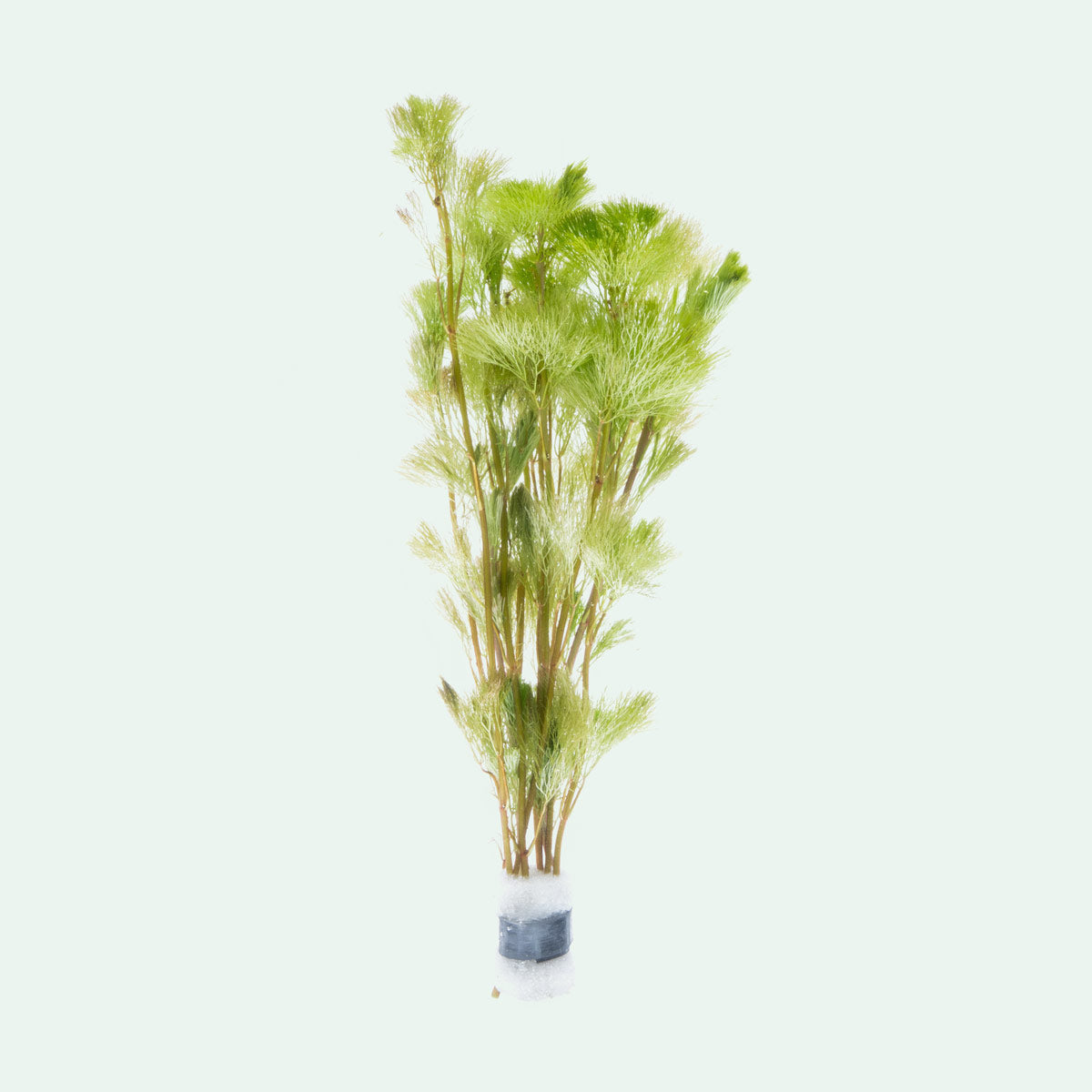 Cabomba Aquatica, Fanwort | Shop Live Aquarium Plants - Glass Aqua