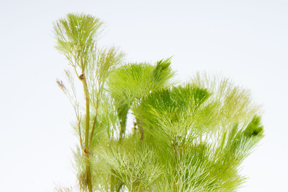 BUY 2 GET 1 FREE! Cabomba Green Freshwater Aquatic Live Plants – Beginner Friendly, Tropical Water
