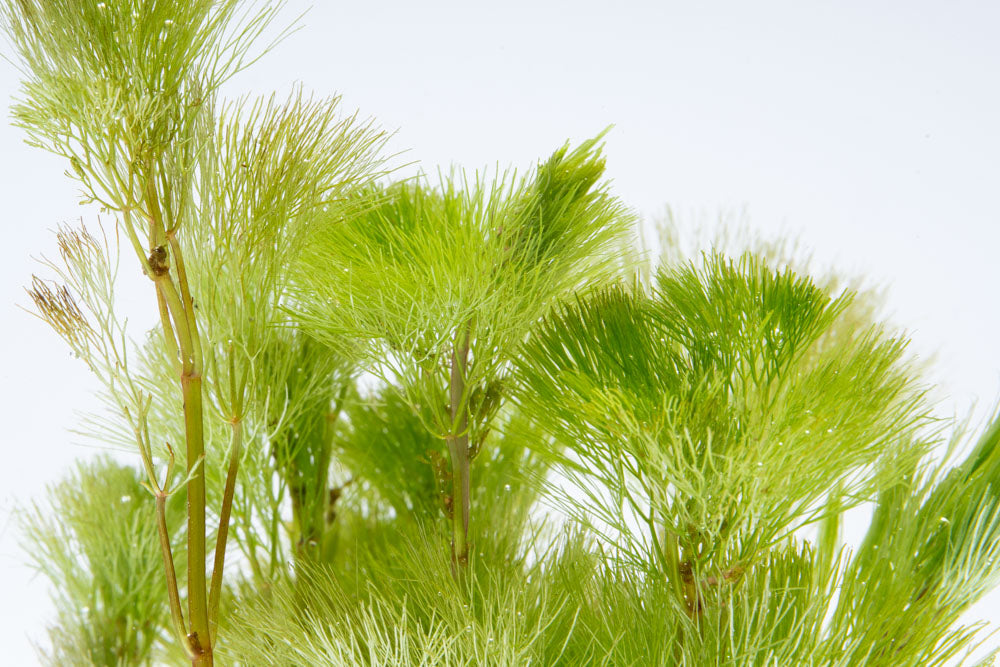 Cabomba Aquatica, Fanwort | Shop Live Aquarium Plants - Glass Aqua