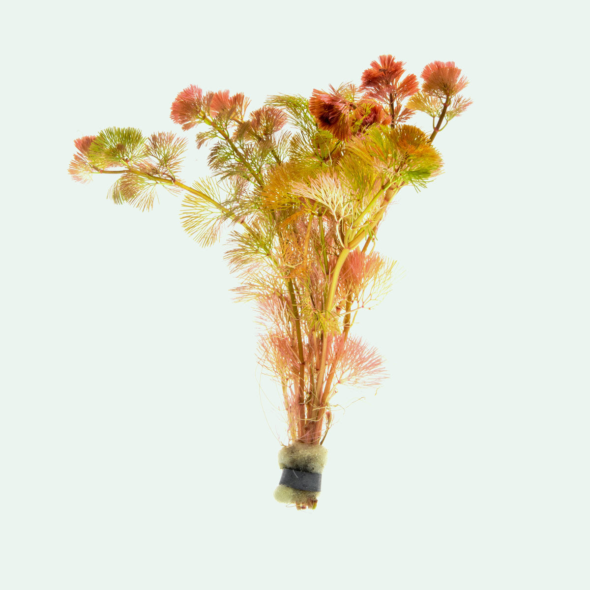 Cabomba Piauhyensis Red - Glass Aqua