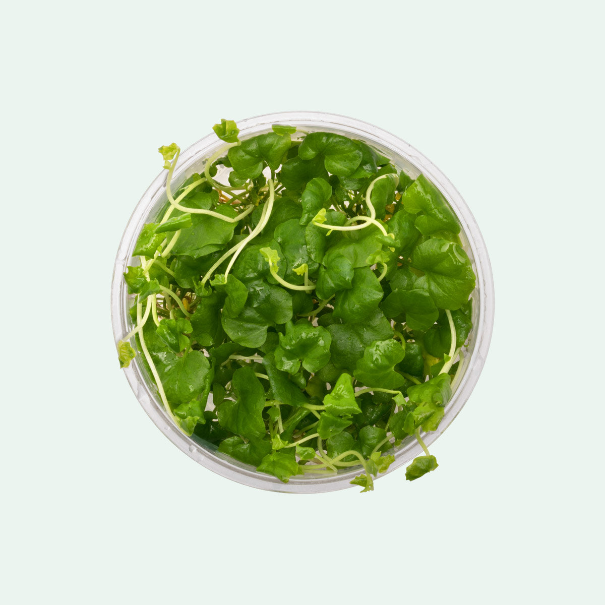 Cardamine Lyrata - Glass Aqua