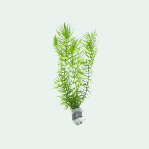 Ceratophyllum Demersum, Hornwort | Live Aquarium Plants - Glass Aqua