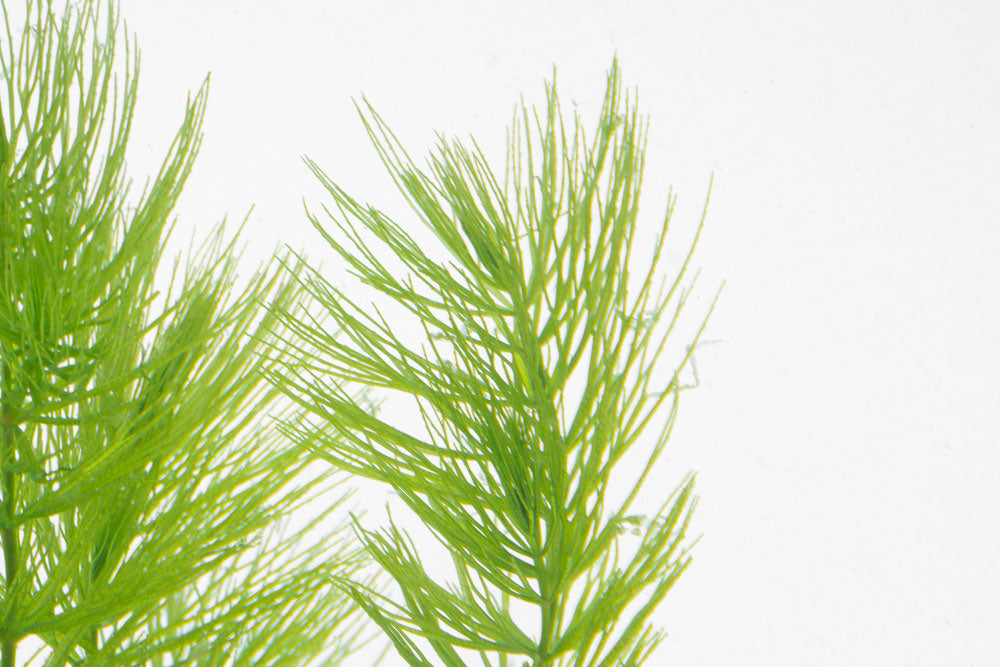 Ceratophyllum Demersum, Hornwort | Live Aquarium Plants - Glass Aqua
