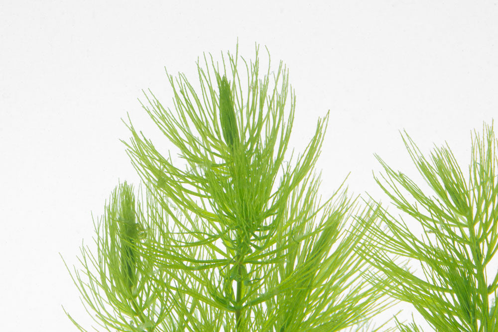 Ceratophyllum Demersum, Hornwort | Live Aquarium Plants - Glass Aqua