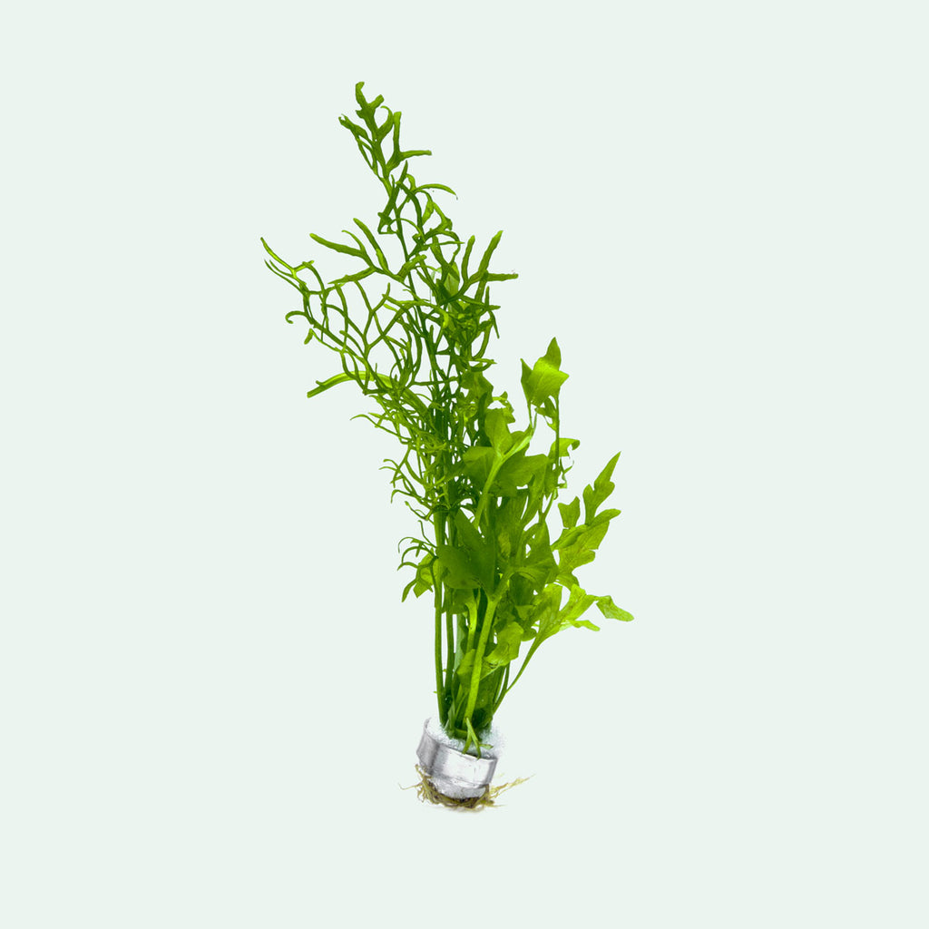 Ceratopteris Cornuta Live Aquarium Aquatic Plant - Glass Aqua