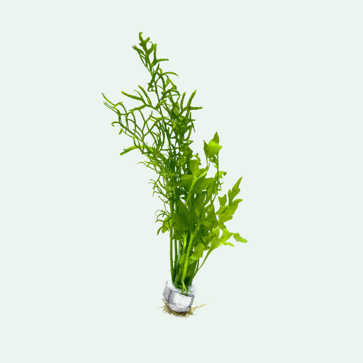 Ceratopteris Cornuta Live Aquarium Aquatic Plant - Glass Aqua