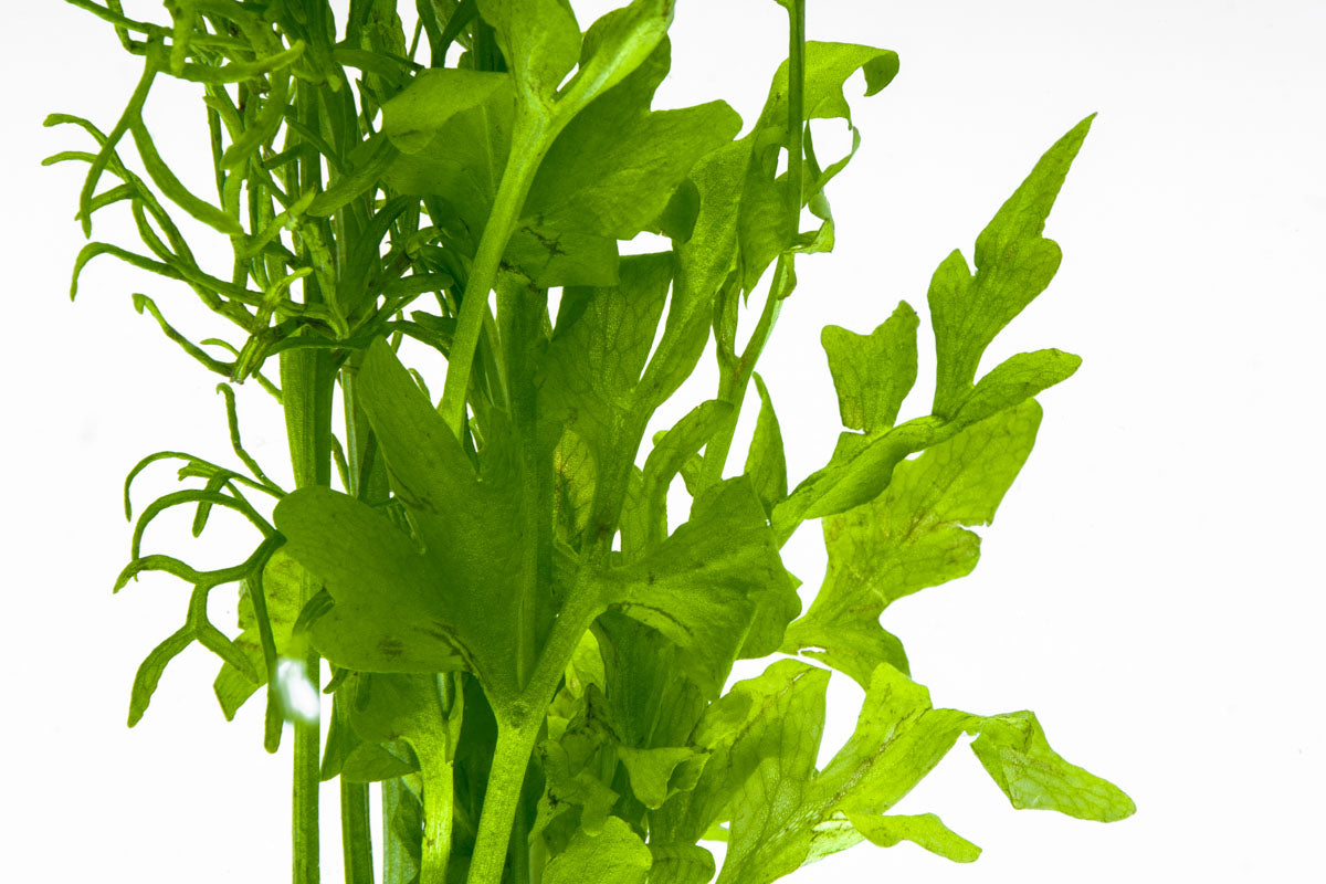 Ceratopteris Cornuta Live Aquarium Aquatic Plant - Glass Aqua