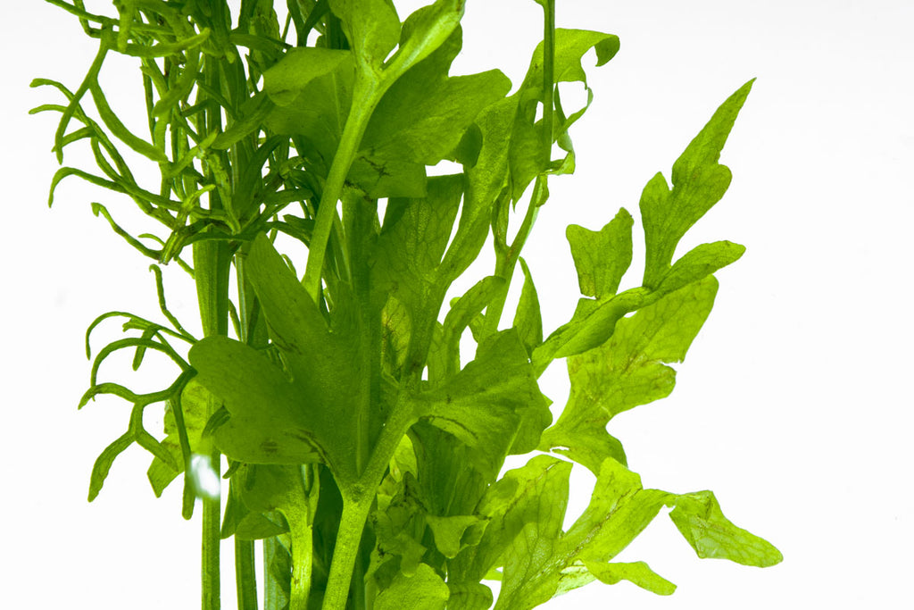 Ceratopteris Cornuta Live Aquarium Aquatic Plant - Glass Aqua