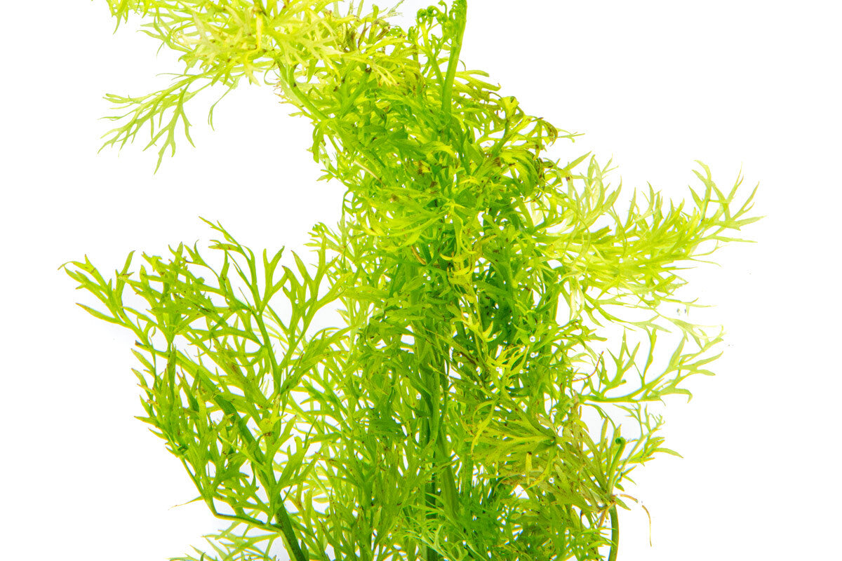Ceratopteris Thalictroides Water Sprite Easy Beginner Aquarium Plant