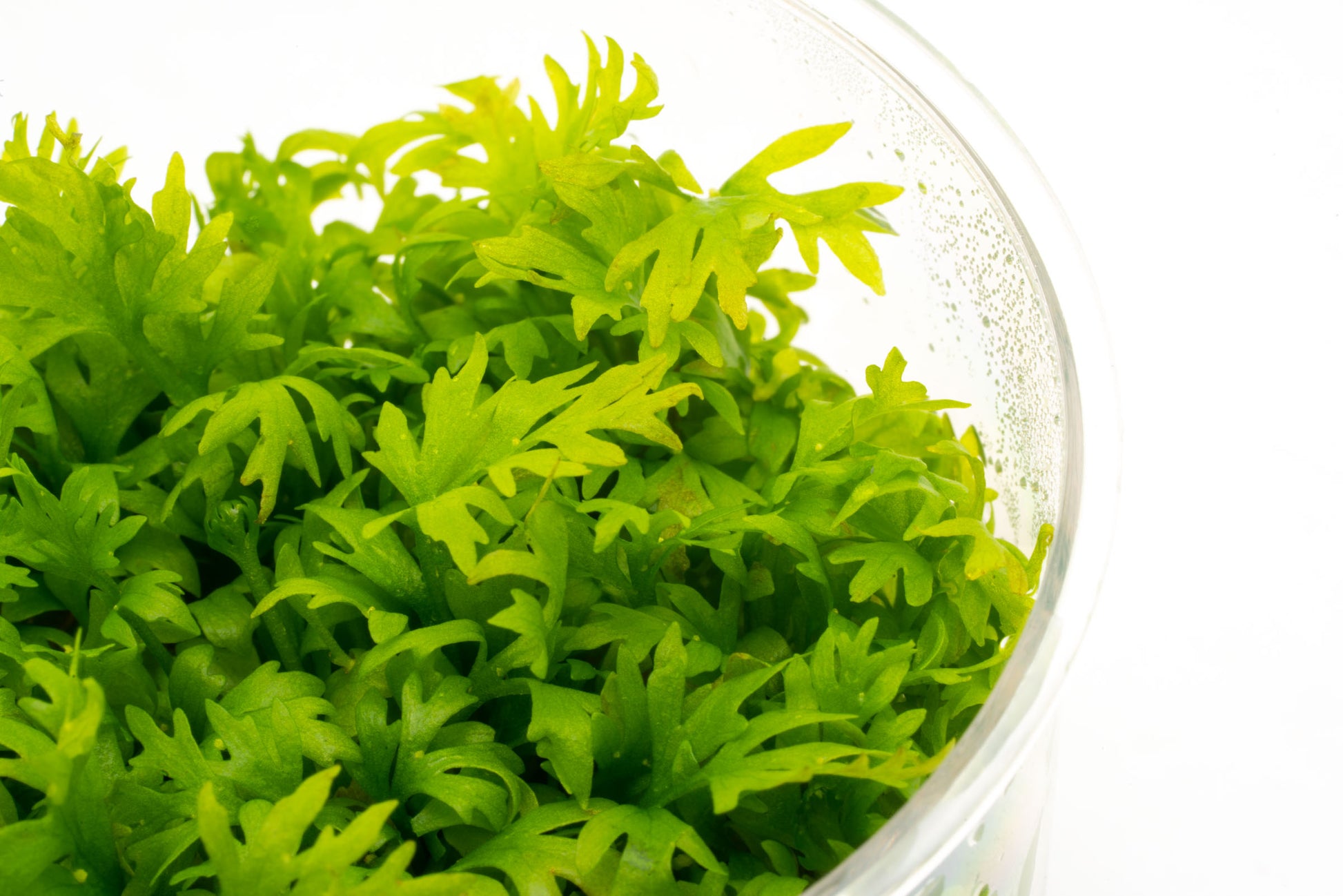 Shop Ceratopteris Thalictroides Aquatic Plants - Glass Aqua