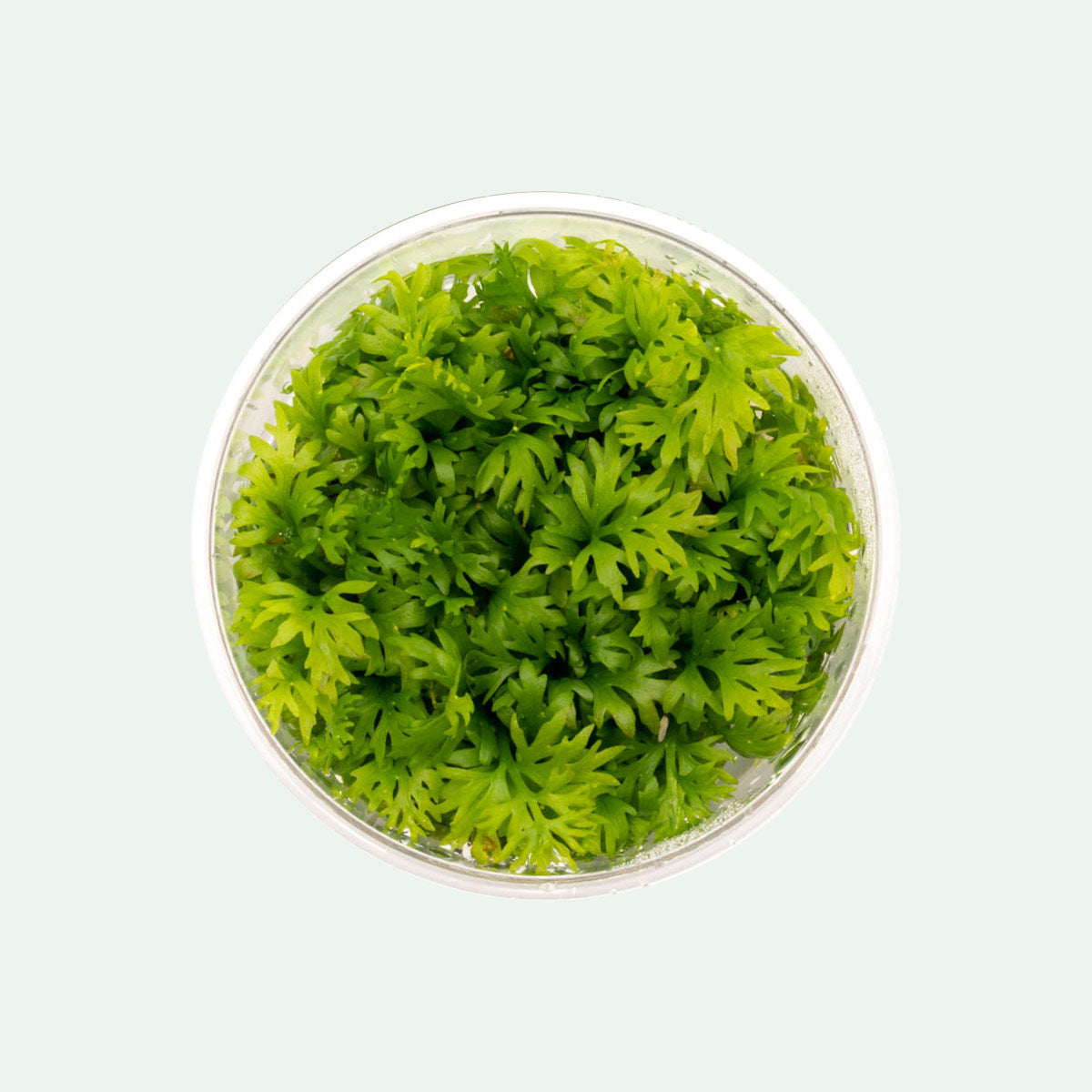 Shop Ceratopteris Thalictroides Aquatic Plants - Glass Aqua
