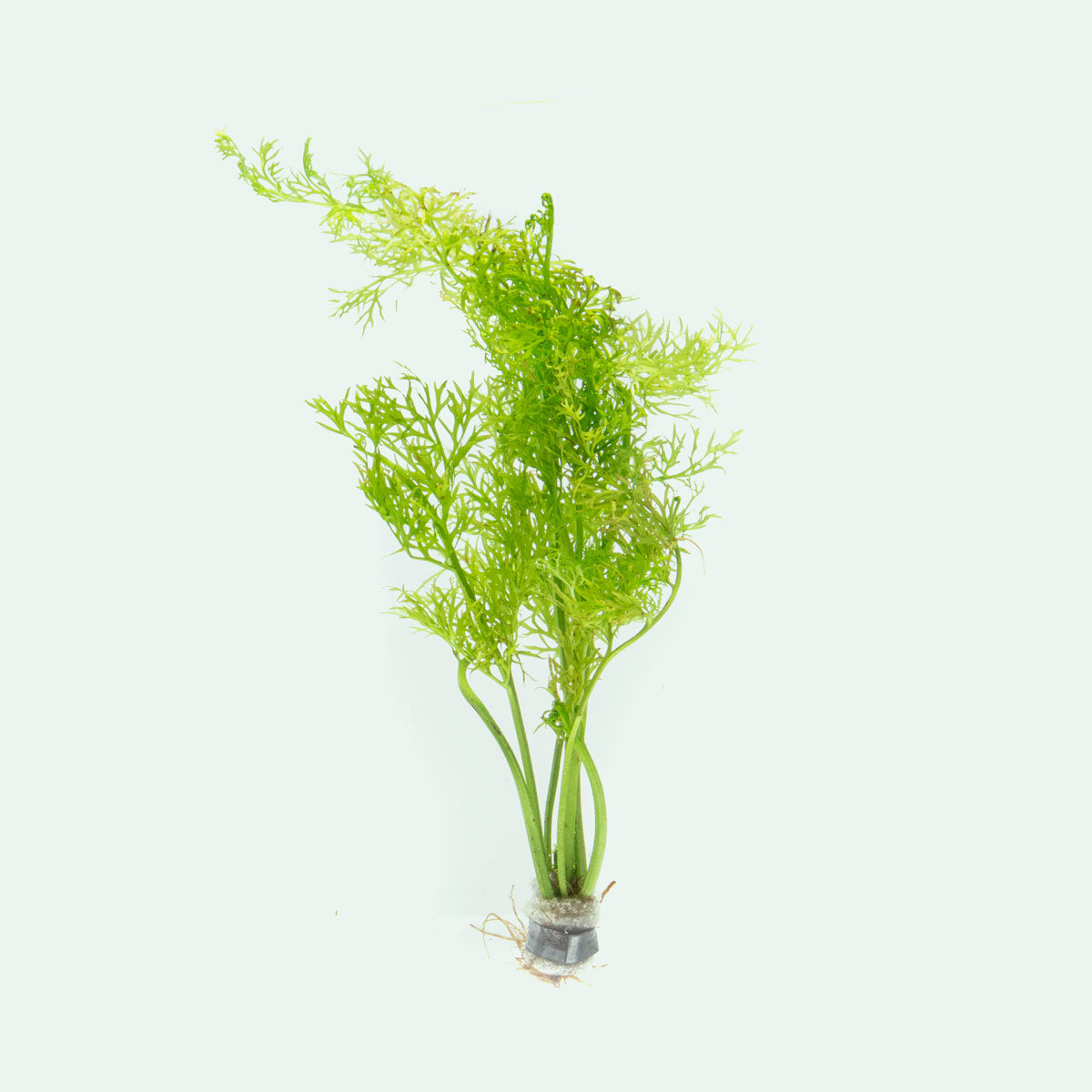 Ceratopteris Thalictroides Water Sprite Easy Beginner Aquarium Plant