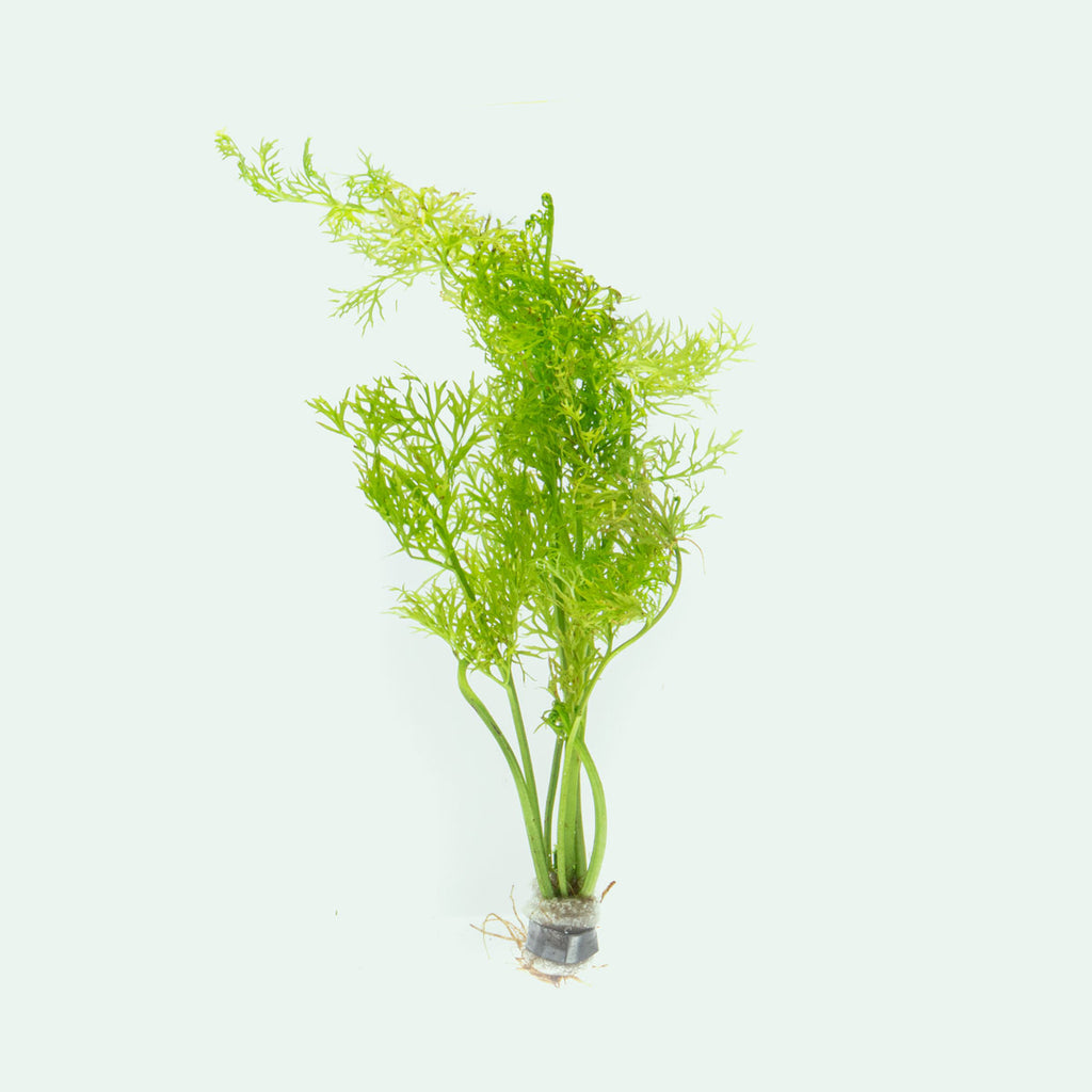 Ceratopteris Thalictroides Water Sprite Easy Beginner Aquarium Plant