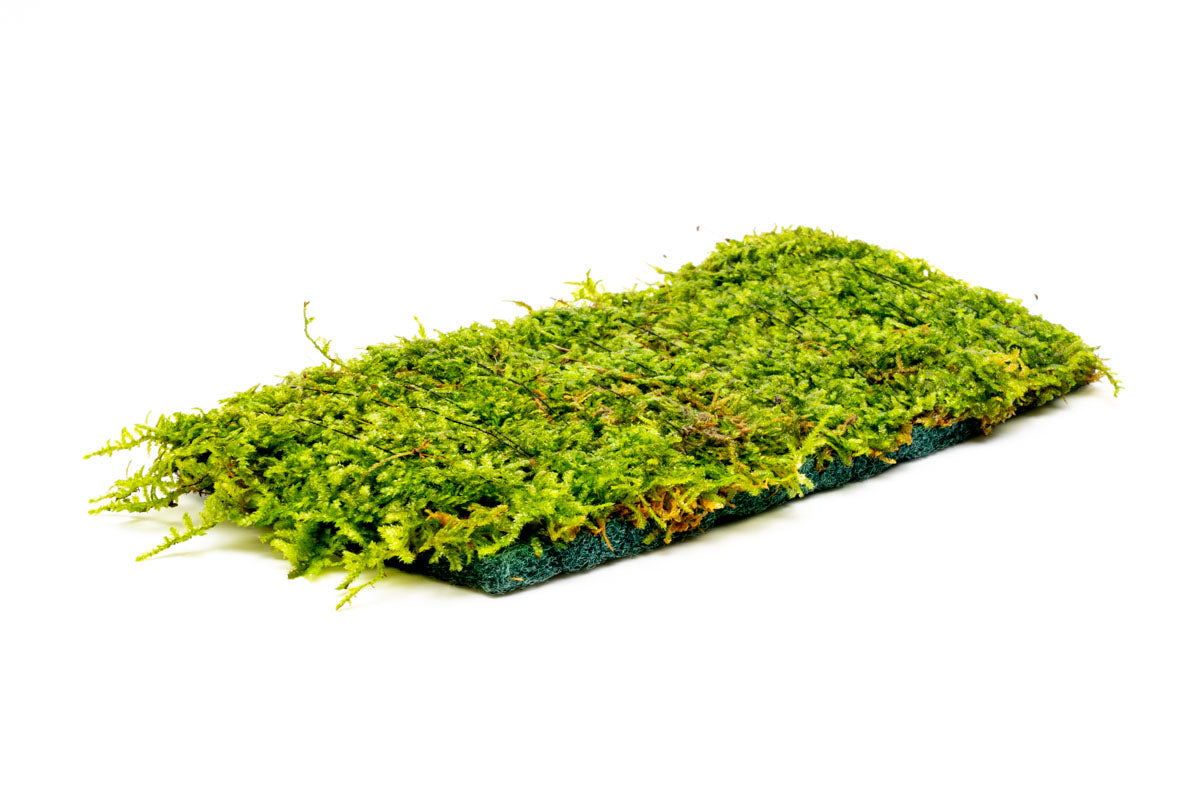 Christmas Moss Fiber Mat Aquarium Moss Decor for Planted Aquarium