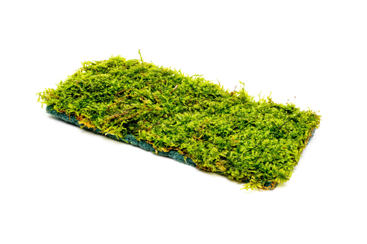 Christmas Moss Fiber Mat Aquarium Moss Decor for Planted Aquarium