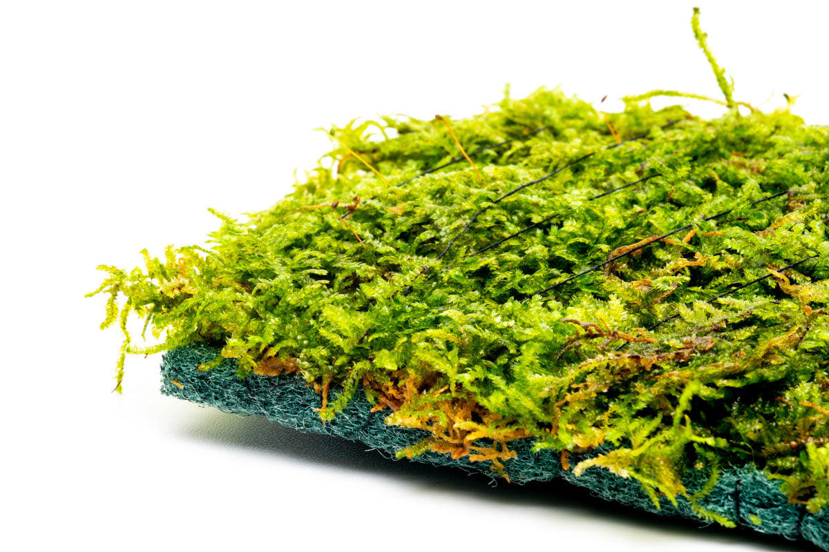 Christmas Moss Fiber Mat Aquarium Moss Decor for Planted Aquarium