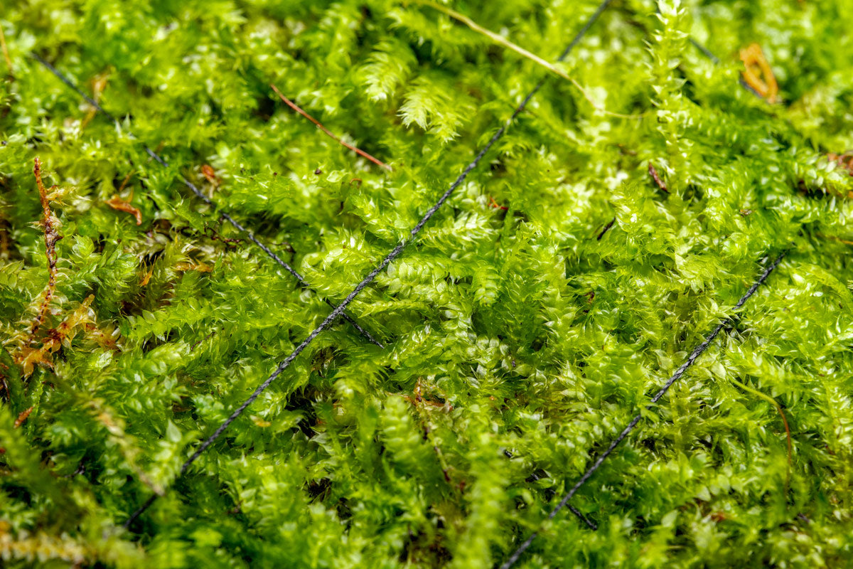 UNS Foresta Paludarium Plant Mat - Shop Paludarium Plants | Glass Aqua