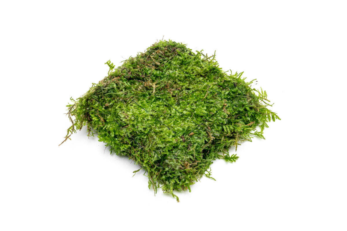 UNS Foresta Paludarium Plant Mat - Shop Paludarium Plants | Glass Aqua