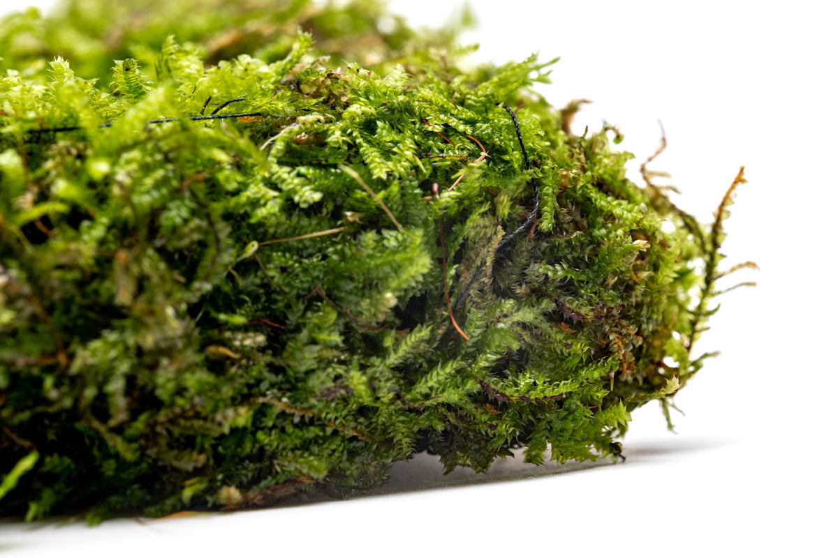 UNS Foresta Paludarium Plant Mat - Shop Paludarium Plants | Glass Aqua