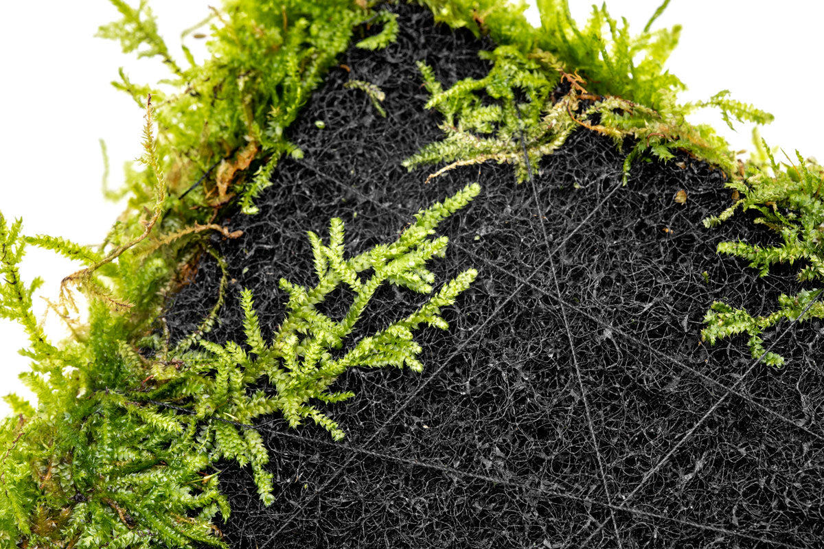 UNS Foresta Paludarium Plant Mat - Shop Paludarium Plants | Glass Aqua