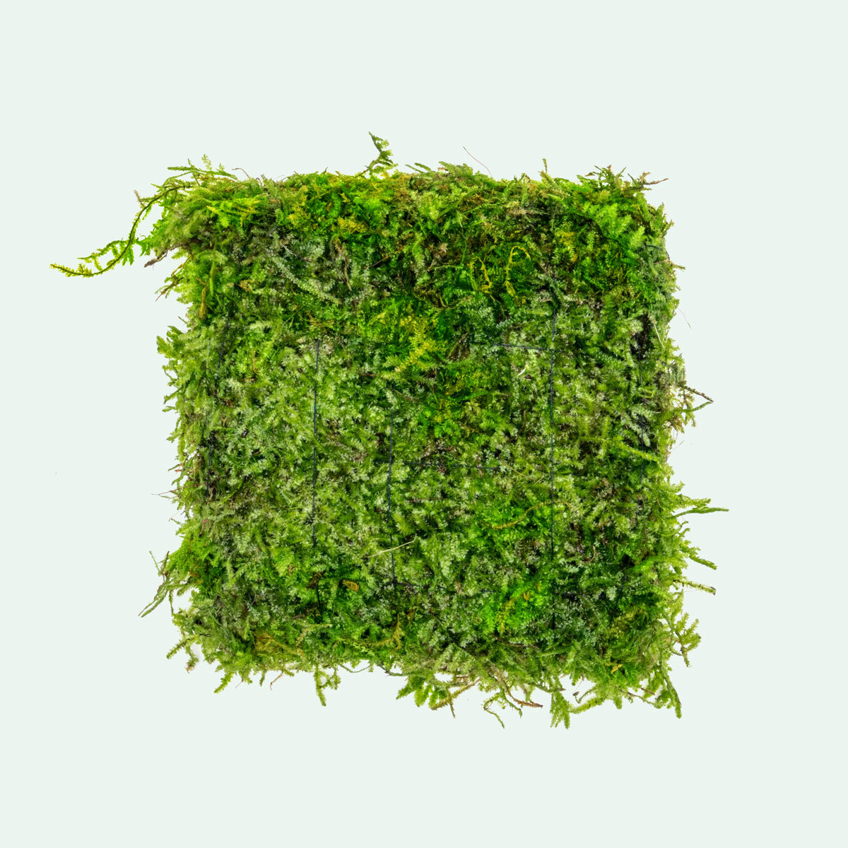 UNS Foresta Paludarium Plant Mat - Shop Paludarium Plants | Glass Aqua