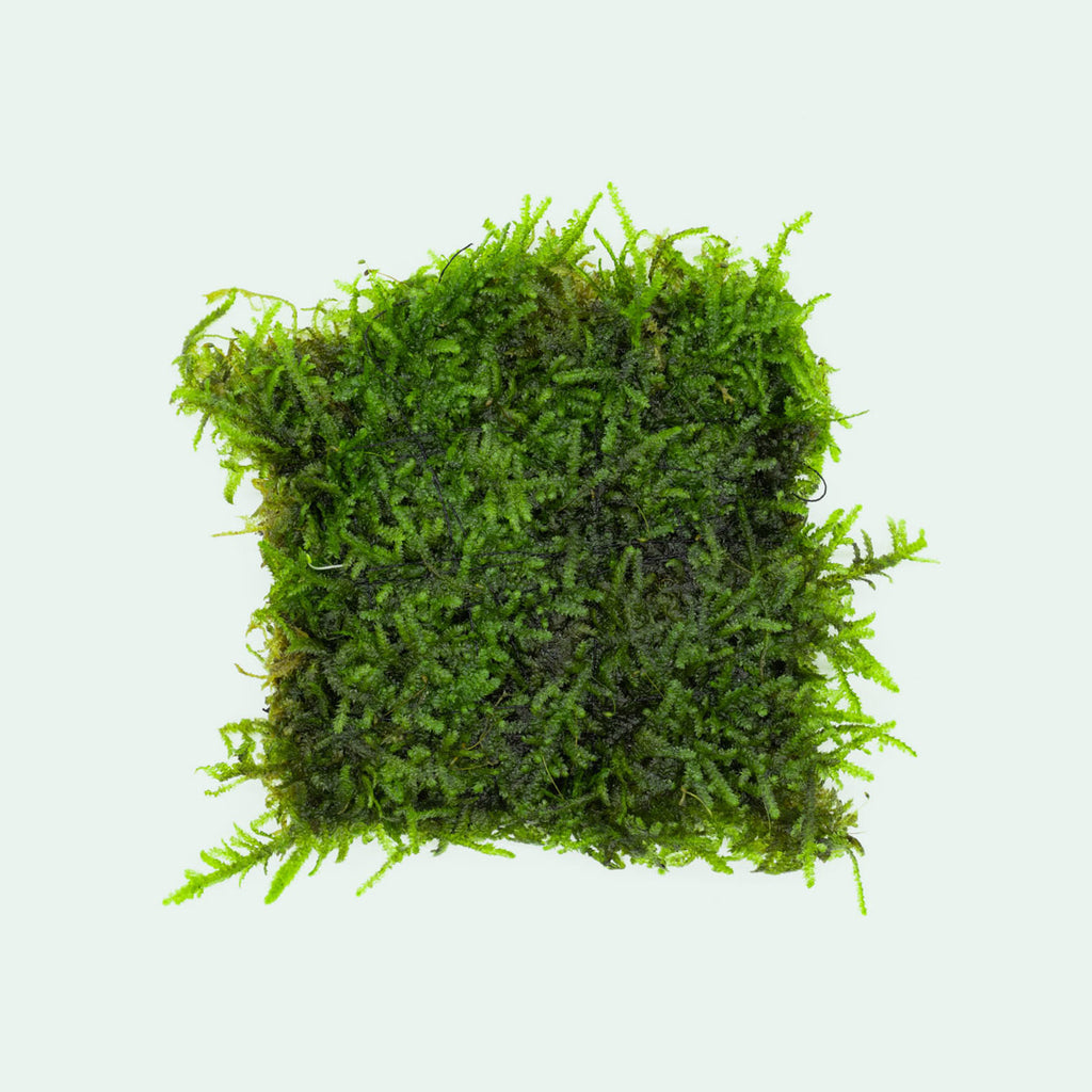 Shop Christmas Moss Large Mat Aquatic Plants - Glass Aqua