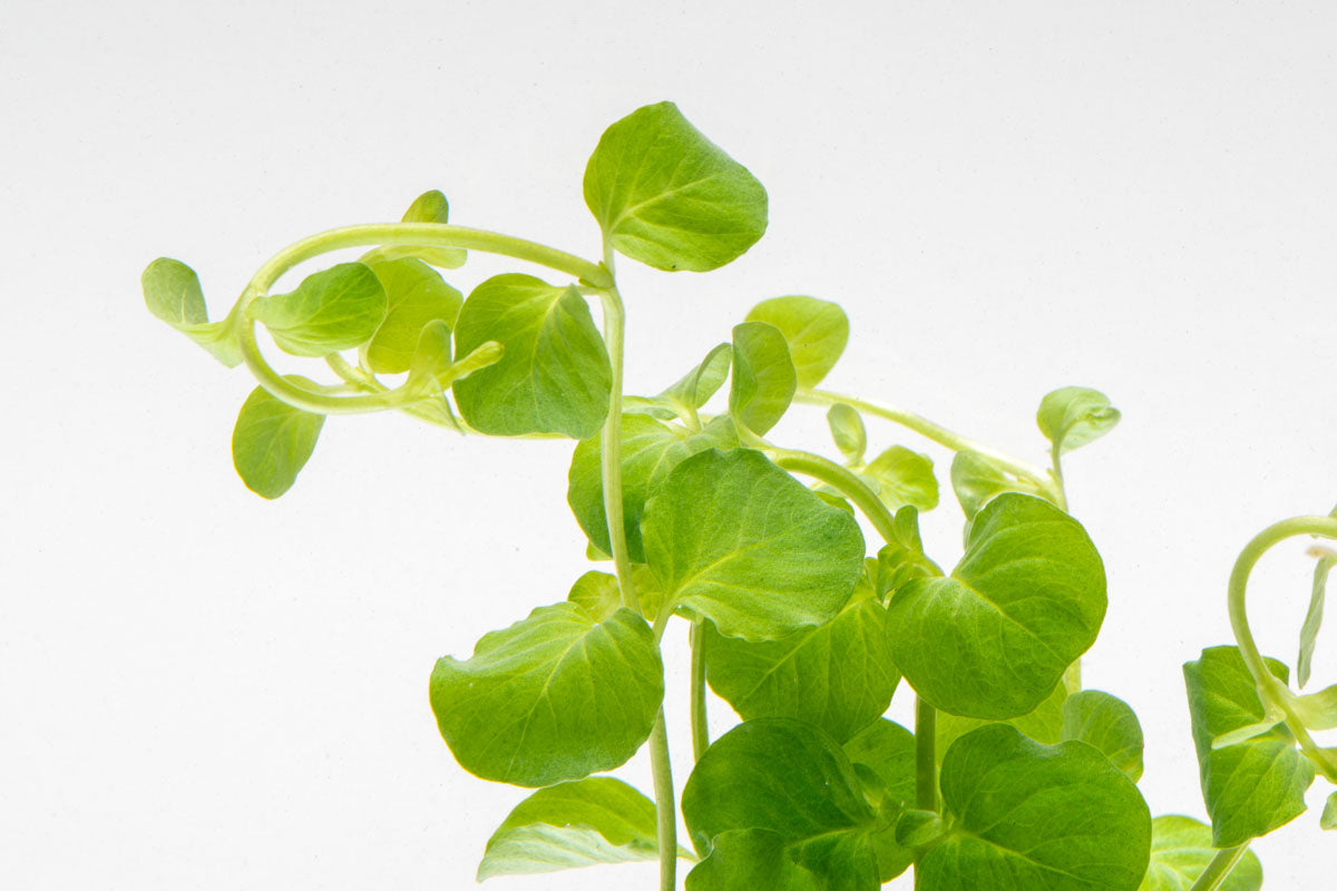 Lysimachia Nummularia | Creeping Jenny Moneywort Aquarium Plant