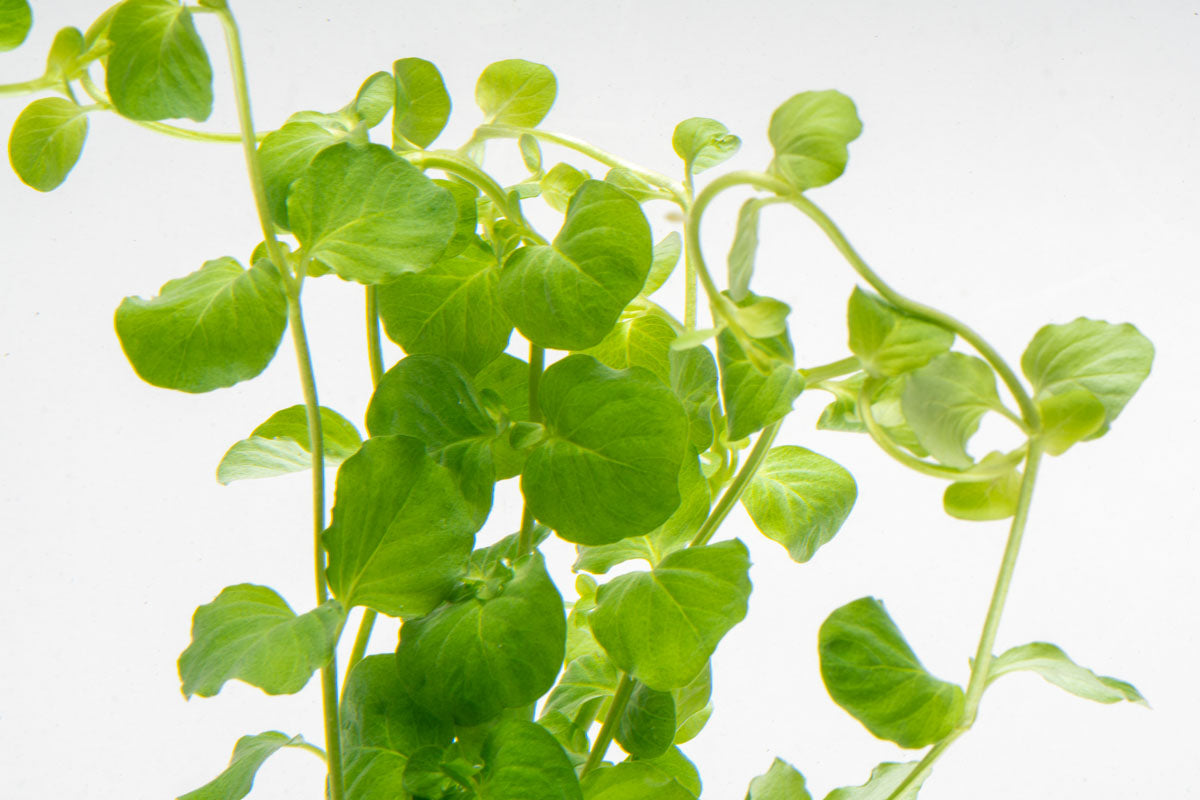 Lysimachia Nummularia | Creeping Jenny Moneywort Aquarium Plant