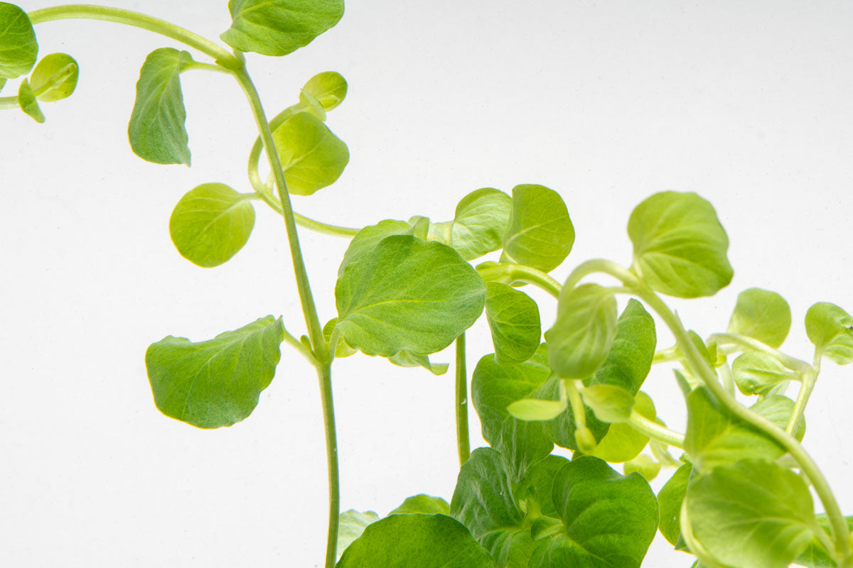 Lysimachia Nummularia | Creeping Jenny Moneywort Aquarium Plant