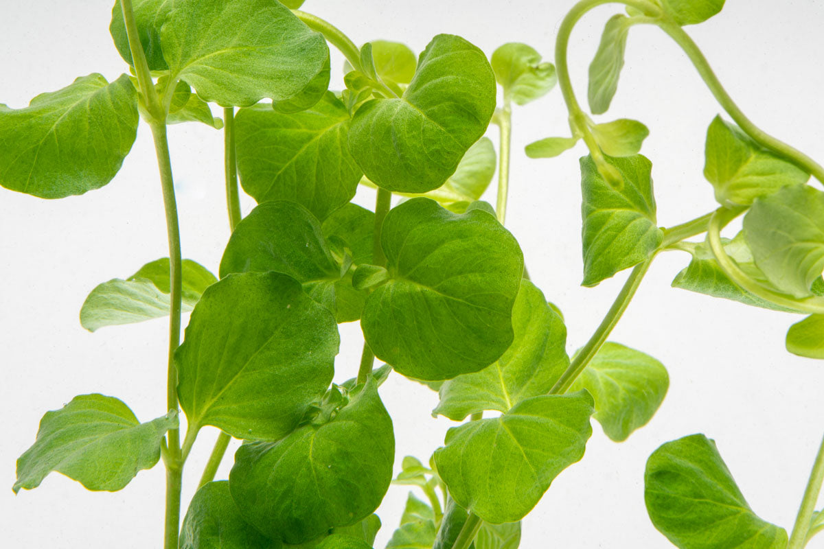 Lysimachia Nummularia | Creeping Jenny Moneywort Aquarium Plant