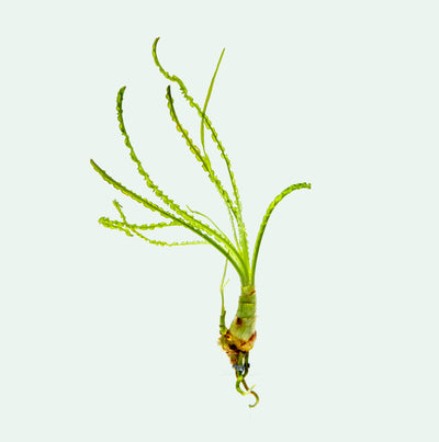 Crinum Calamistratum Live Aquatic Plant