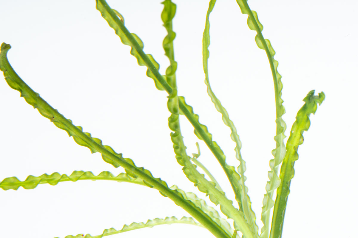 Crinum Calamistratum Live Aquatic Plant