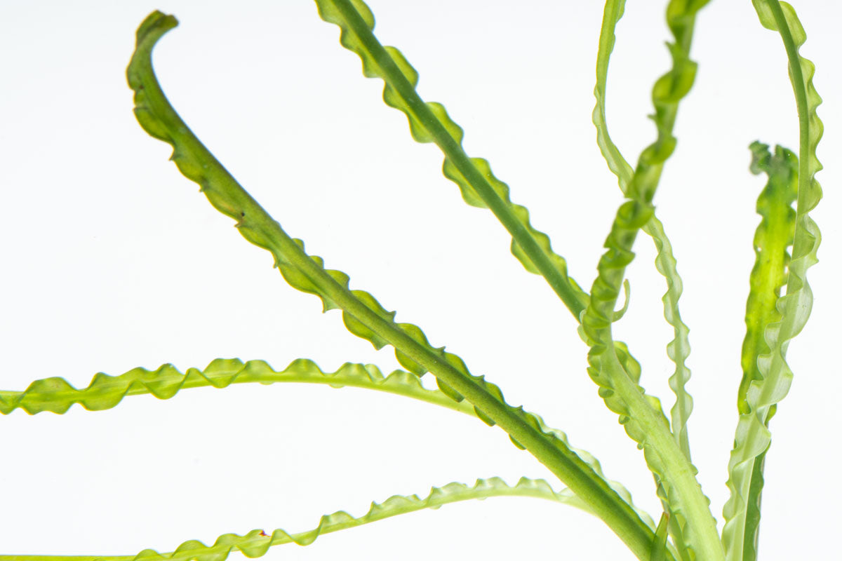 Crinum Calamistratum Live Aquatic Plant