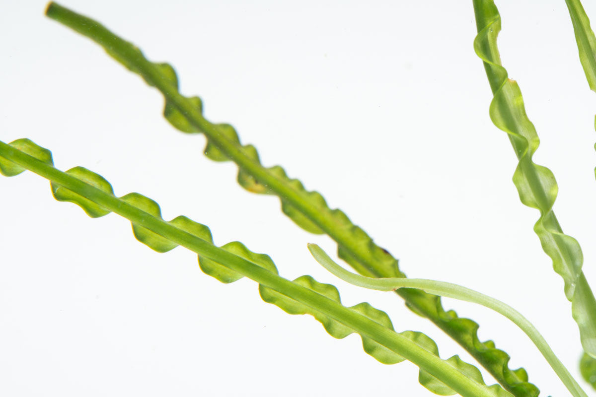 Crinum Calamistratum Live Aquatic Plant