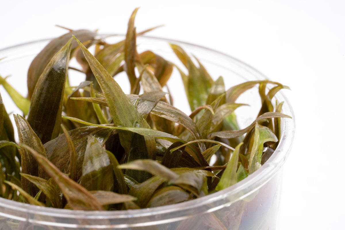 Cryptocoryne Becketii - Glass Aqua